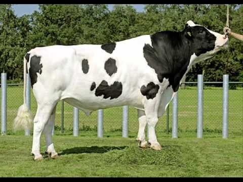 Franjo Barić    Otišli su bikovi uzalud