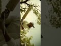 PARAVA FILM ️ ️WHATSAPP STATUS