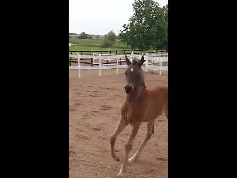 CL Gatsby (colt 2017) By QR Marc - Turki Al Rayyan