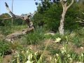 Marashi Ya Pemba