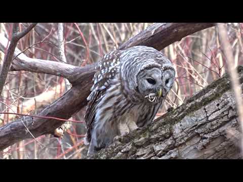 Barred Owl eating a Crayfish