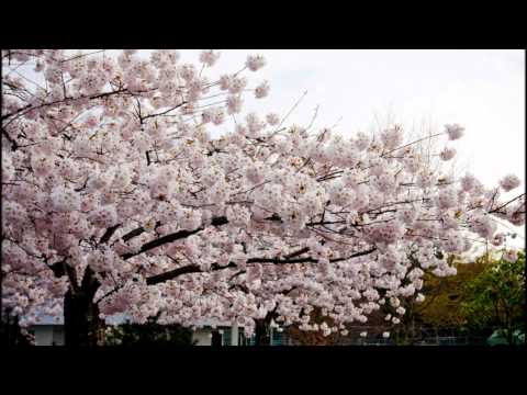 李香蘭 / 秋意濃 / Li Xiang Lan  玉置浩二作曲   霍世潔 (Jessie Hou )二胡 Erhu