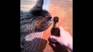 Guadalupe plata - Gatito.