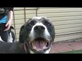 Best Dog Kennel in South Morang Rilten Kennels