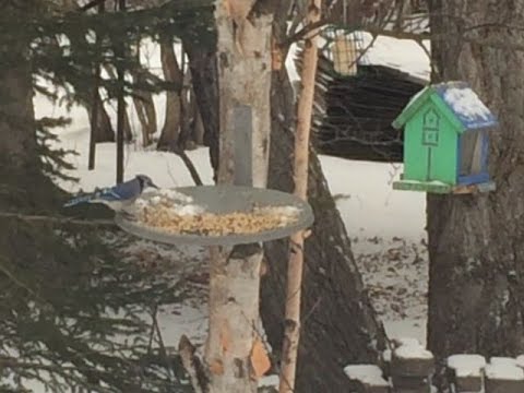 Blue Jays At Our Feeder