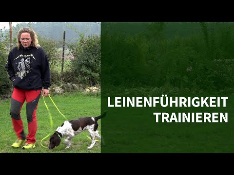 Training leash walking ► 3 tips on how to train leash walking