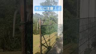恐怖！マレーシアの山で猿に接近！！#shorts #マレーシア観光 #mountain #山 #山ガール #海外生活