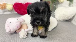 ミニチュアシュナウザーの動画01