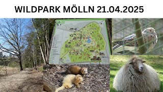 Unser Besuch im WILDPARK MÖLLN / UMWELTZENTRUM UHLENKOLK am 21.04.25