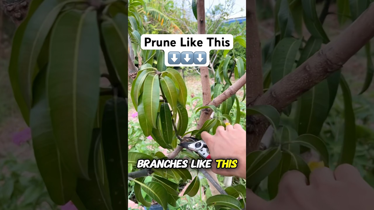 How To Prune Mango! (Pruning Tips You Didn’t Know) “Why it Works”