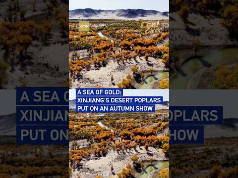 A sea of gold: Xinjiang's desert poplars put on an autumn show