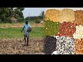 பலதானிய விதைப்பு முறையாக செய்வது எப்