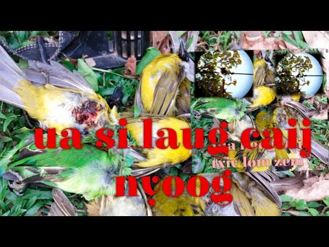 Tua noog noj txiv 27-3-2022
