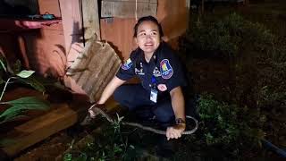 03 10 66 หน้าฝน ระวังงูเข้าบ้าน