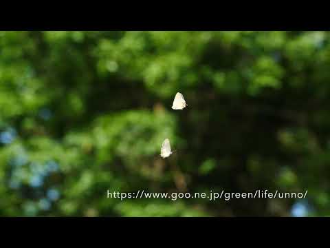 ジョウザンミドリシジミのテリトリー飛翔 Territorial behaviour of Favonius aurorinus