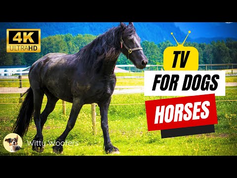 TV for Dogs Horses! 📺 TV Shows for Dogs to Watch 🐶 Witty Woofers