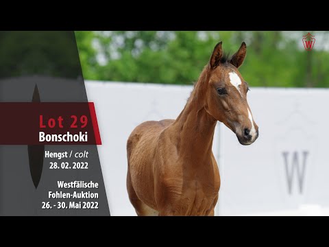 Fohlen-Auktion 26. - 30. Mai Lot 29 Bonschoki Hengst v. Bonds - Escolar