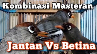 Download lagu Kombinasi Masteran Poksay Mandarin Jantan Vs Betina Gacor Full Variasi mp3 Download lagu Kombinasi Masteran Poksay Mandarin Jantan Vs Betina Gacor Full Variasi mp3