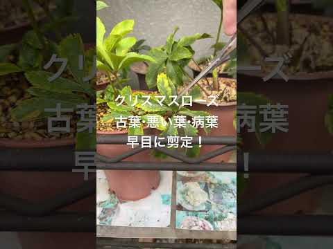 黒くなった植物の対処法は？美しい緑の葉を作るための4つの解決策!  庭園