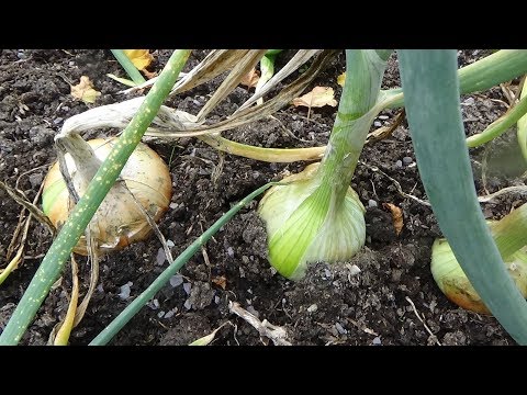 download lagu mp3 mp4 Garden Online Ireland, download lagu Garden Online Ireland gratis, unduh video klip Garden Online Ireland