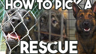 How To Pick A Rescue Dog at the Shelter