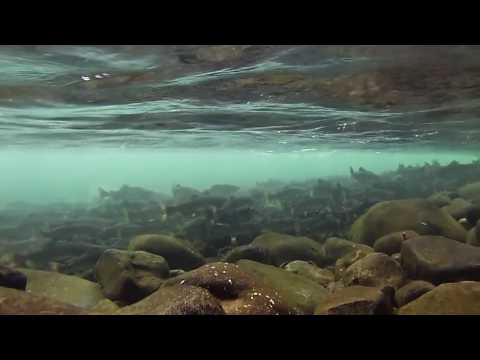 River swim 29/08/2016