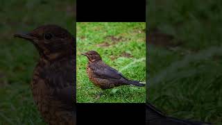 Download lagu EP5 Blackbird - Bird Song mp3