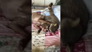 videos de risa  el mapache y el perro