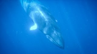 Minke Whale Expedition - Great Barrier Reef