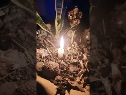 Xamanismo Paranormal Experience