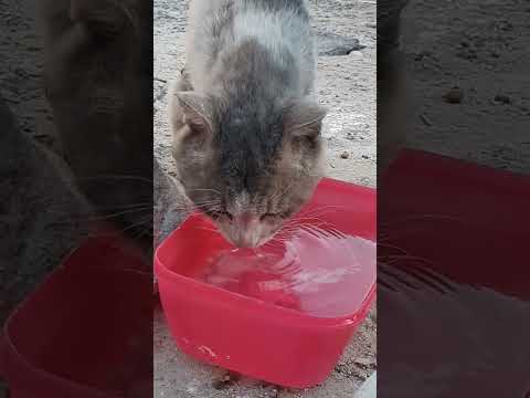 Survivor stray cats 🤲🥺 they need fresh water everyday🙏❤