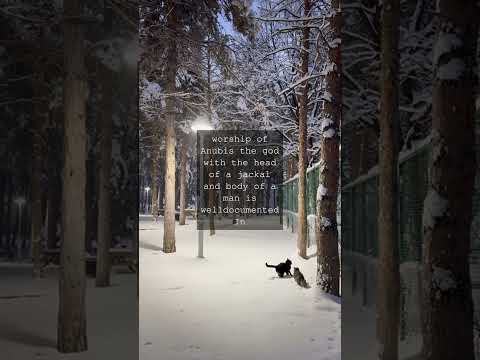 The Feline Enigma Why Cats are Absent from ScriptureAs we flip through the pages of the...