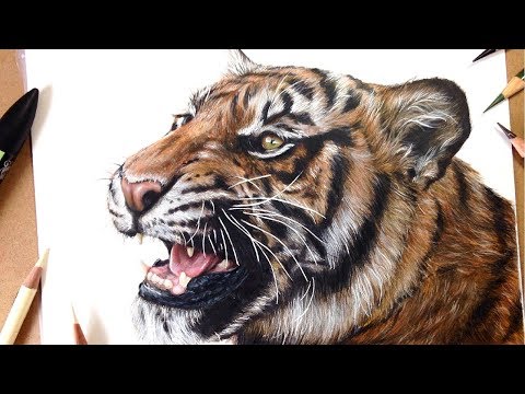 How To Draw a Realistic Tiger | Marker Coloured Pencil...