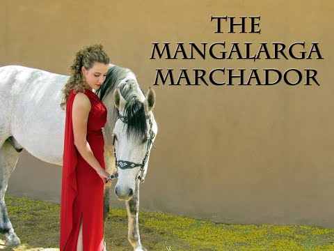 , title : 'THE MANGALARGA MARCHADOR - THE NATIONAL HORSE OF BRAZIL'