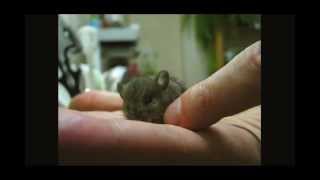 Baby Field Mouse Rescue - Full Video