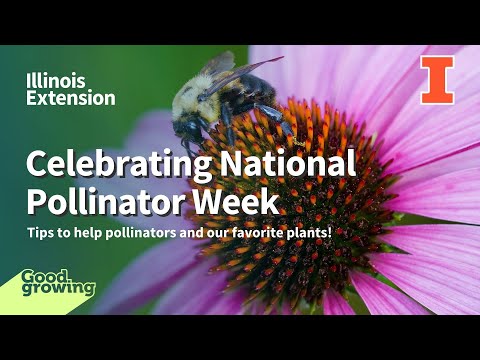 Tips for Pollinators & favorite plants | #GoodGrowing