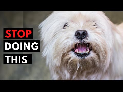 8 Mistakes New Maltese Dog Owners Make