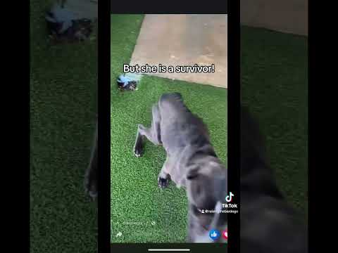 Georgia, an adoptable Pit Bull Terrier in Renton, WA_image-1