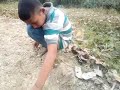 Transplanting Cauliflower Seedlings In Nepal Village