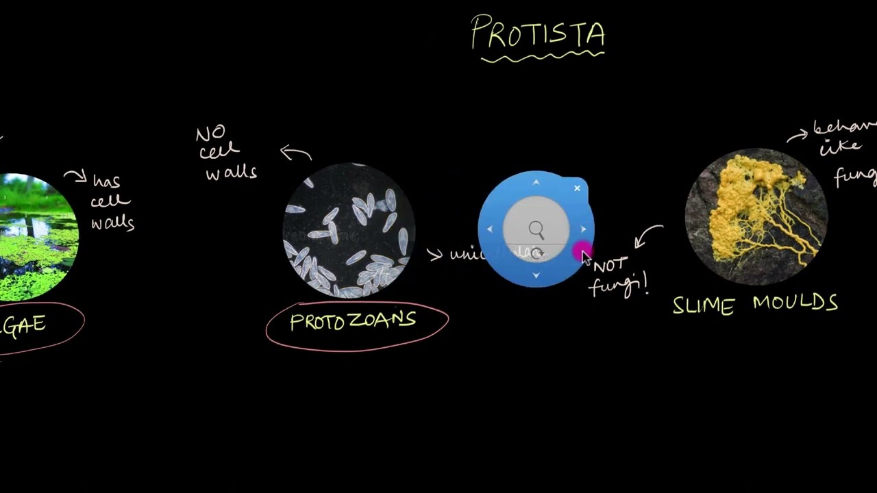 Protista | Biological Classification | Biology | Khan Academy