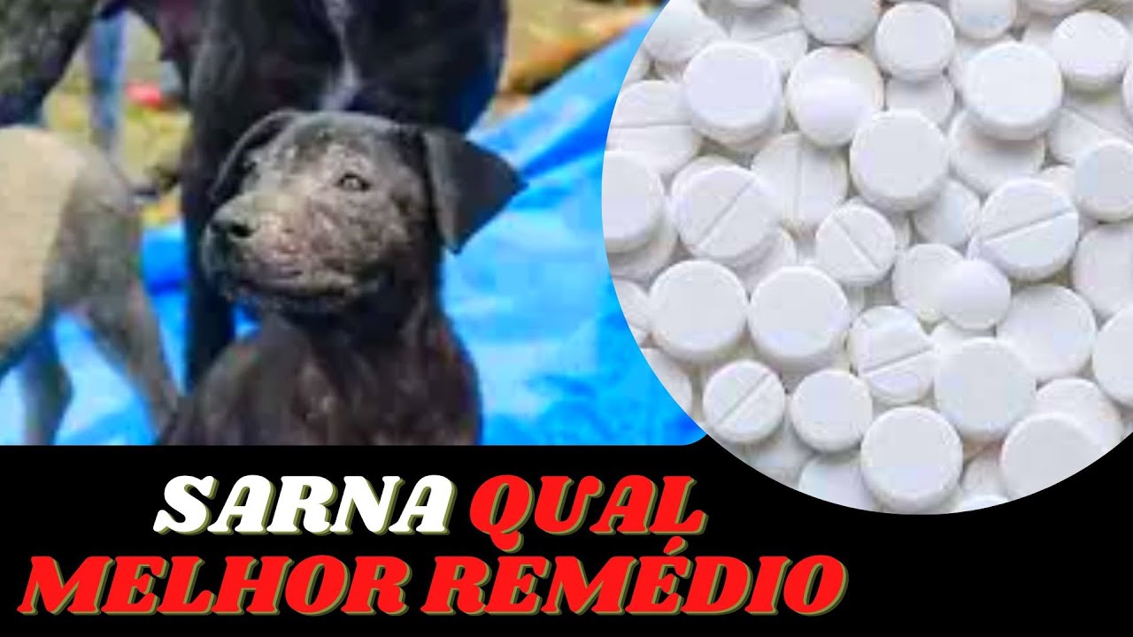 3 REMÉDIOS QUE REALMENTE FUNCIONAM PARA TRATAR SARNA EM CÃES - CACHORRO COM COCEIRA PODE SER SARNA