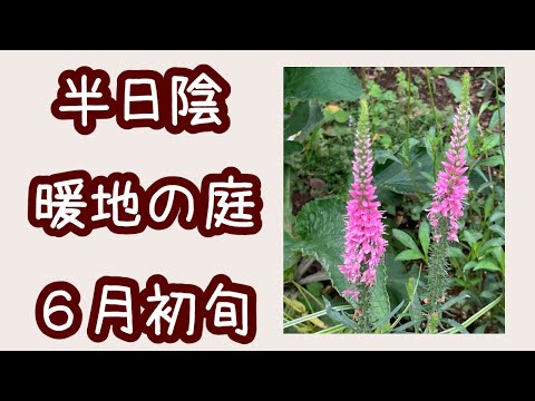 日陰の庭: 日陰で育つ植物は何ですか?私たちのトップ5  庭園