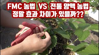 딸기 재배 1년차가 FMC농법 재배 결과....그.... 진실을 알았다... FMC농법??? 아 정말 너무 …