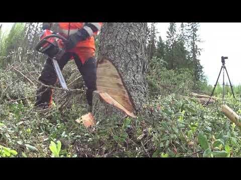 Metsolan Metsäkoulu 286 - Kaatokikka 32 C