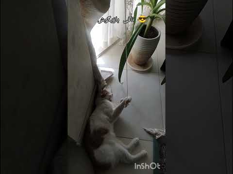 #shortvideo #viralreels #trending #love #cute#cat #shorts #short #تافی #