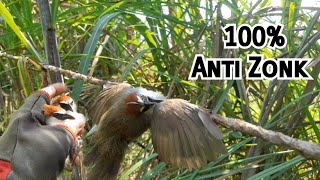 Download lagu Trik Jitu Pikat Burung Kaso-Kaso||Lakukan Cara Ini Dijamin Poin Banyak mp3 Download lagu Trik Jitu Pikat Burung Kaso-Kaso||Lakukan Cara Ini Dijamin Poin Banyak mp3