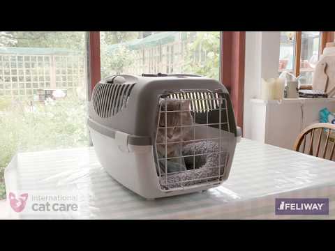 Putting your cat in a cat carrier