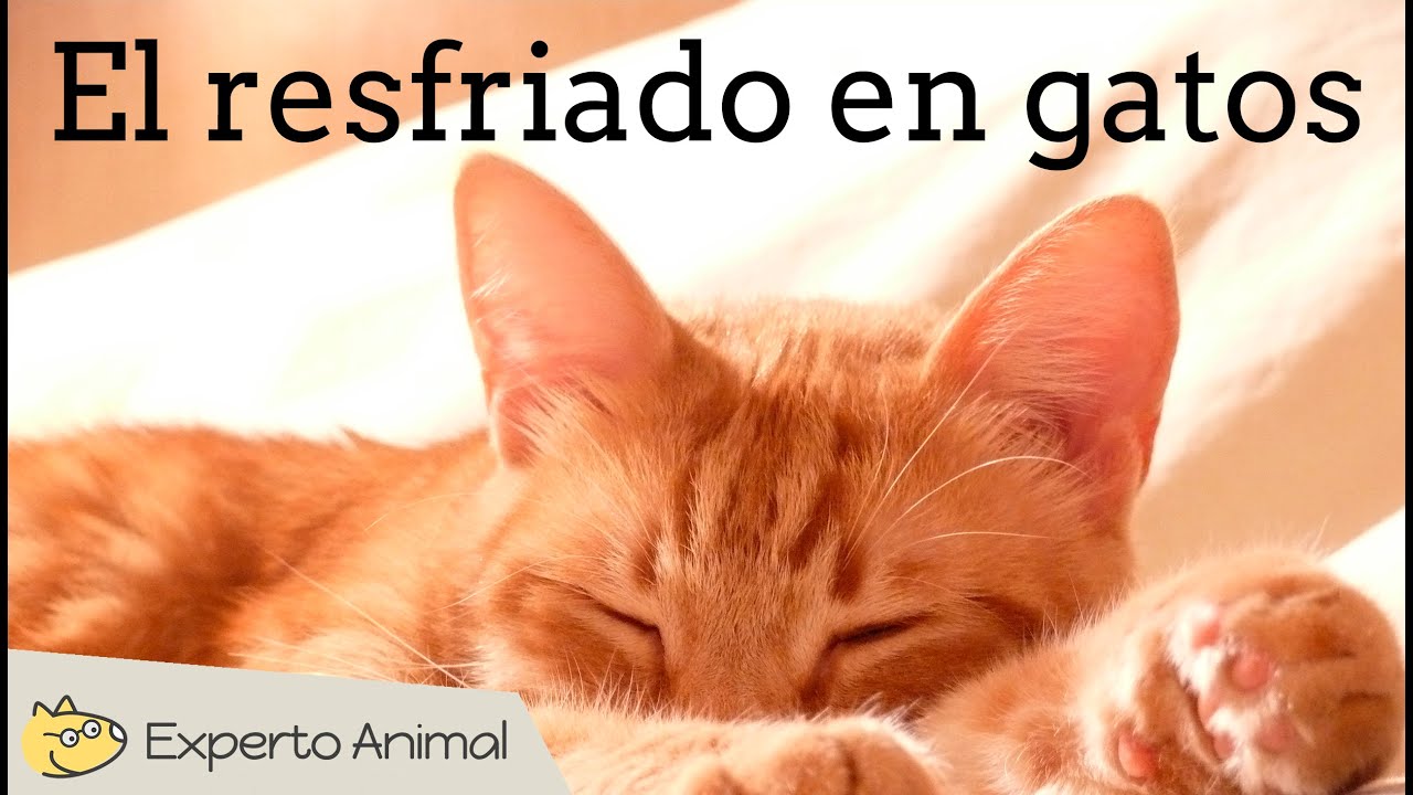 Cómo tratar el resfriado en gatos