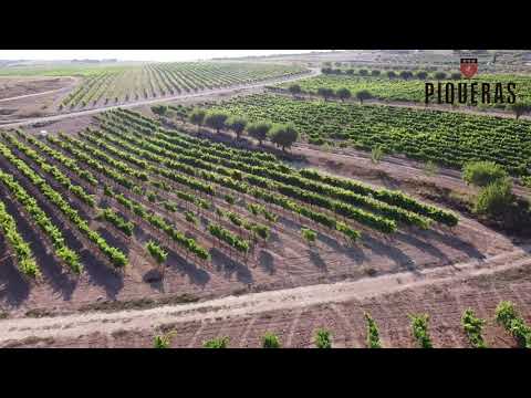 "El Vínculo", our family-owned organic single estate in Almansa - Bodegas Piqueras