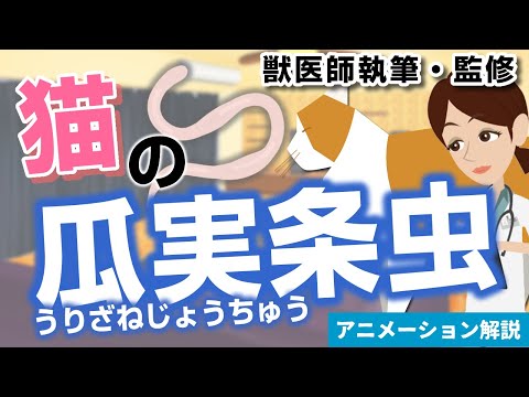 犬の条虫 - 症状と治療法